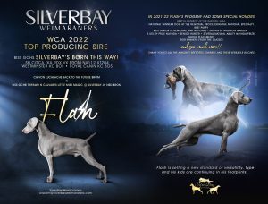 dog ad